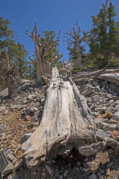 I Bristlecone skogen — Stockfoto