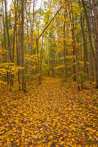 Piso amarillo en un bosque amarillo —  Fotos de Stock