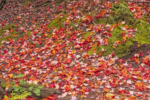 Červený koberec na podlaze lesa — Stock fotografie