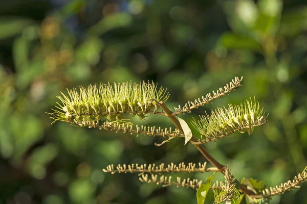 Kukka yksityiskohdat Pantanal Kasvi — kuvapankkivalokuva