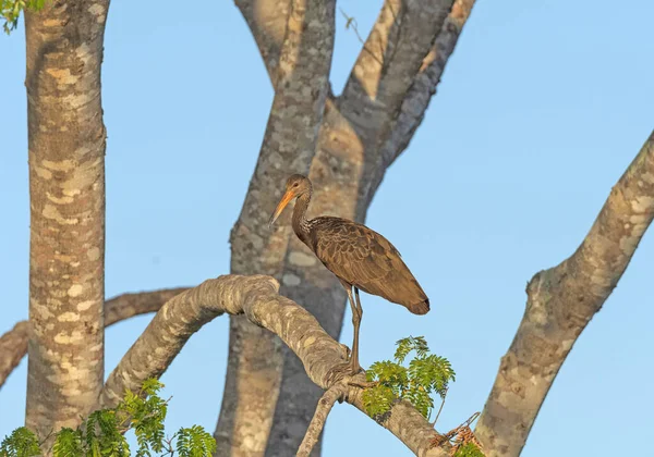 Limpkin em uma árvore do pantanal — Fotografia de Stock