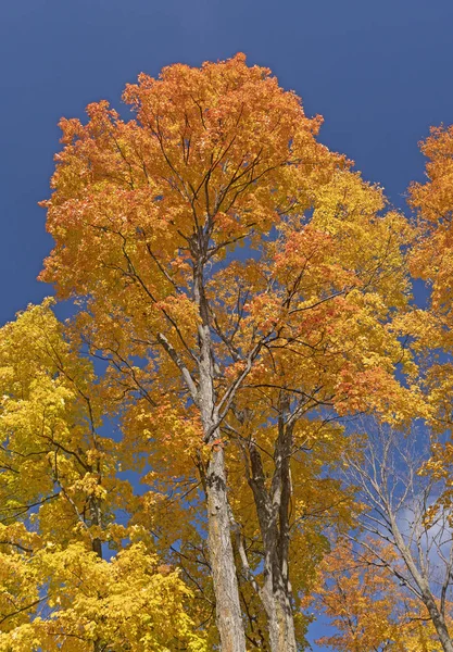 Brilliant Fall Colors Against a Blue Sky — 图库照片