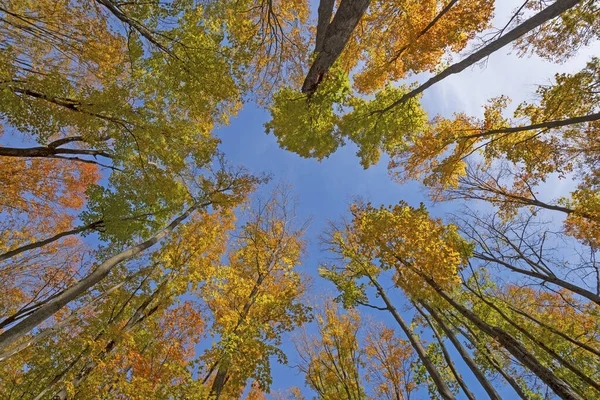 Couleurs d'automne élevé dans l'air — Photo