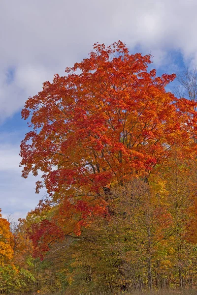 Červené Listy Trhají Nad Lesem Poblíž Vanderbiltu Michiganu — Stock fotografie