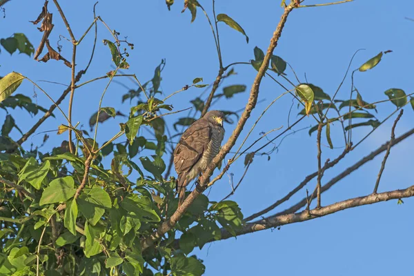 Roadside Hawk Ένα Pantanal Tree Στο Pantanal National Park Στη — Φωτογραφία Αρχείου