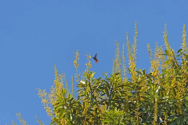 Kolibri Ernährt Sich Von Einer Wochysia Divergens Baumblüte Pantanal Brasilien — Stockfoto