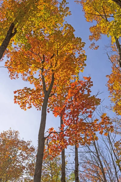 Color Transitions Blue Sky Louis Groen Nature Preserve Johannesburg Michigan — Zdjęcie stockowe
