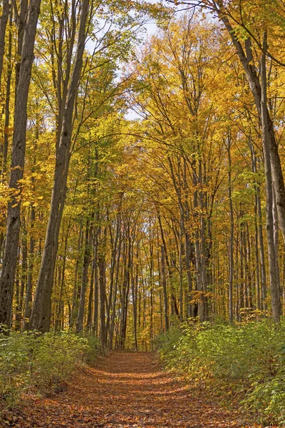 Camino Forestal Través Los Árboles Arqueados Otoño Reserva Natural Louis —  Fotos de Stock