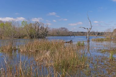 Baharın başlarında Wetland Gölü Brazos Bend Eyalet Parkı 'nda Elm Gölü' nde
