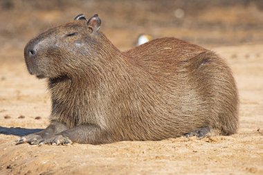 Brezilya 'daki Pantanal Ulusal Parkı' ndaki bir nehir kıyısında Fenale Capybara