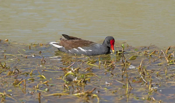Common Gallinule Searching Food Wetland Pond Elm Lake Brazos Bend — Stock Photo, Image