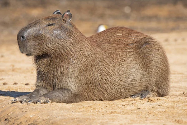 Fenale Capybara Uma Margem Rio Parque Nacional Pantanal Brasil — Fotografia de Stock