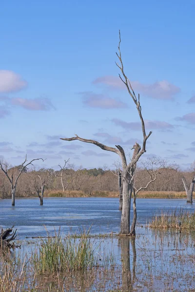 Distinctive Tree Trunk Wetland Lake Elm Lake Brazos Bend State — Stock Photo, Image