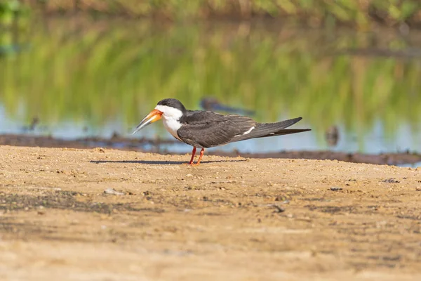 Schwarzer Abschäumer Auf Einer Sandbank Pantanal Nationalpark Brasilien — Stockfoto