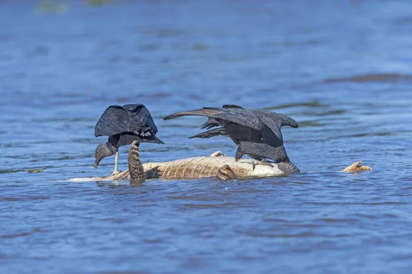 Brezilya Daki Pantanal Ulusal Parkı Nda Kara Akbaba Ölü Timsah — Stok fotoğraf