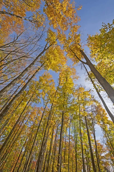 Величественные Цвета Полога Осенью Природном Заповеднике Louis Groen Фасбурге Штат — стоковое фото