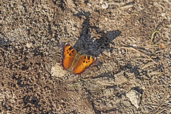 Papillon Tortue Californie Migration Dans Parc National Volcanique Lassen Californie — Photo