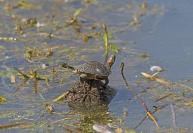 Kırmızı Kulaklı Kaygan Kaplumbağa Texas 'taki Brazos Viraj Parkı' nda Uçmaya Çalışıyor
