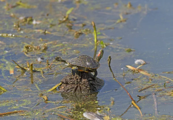 Red Eared Slider Turtle Trying Fly Brazos Bend State Park — Stock Photo, Image