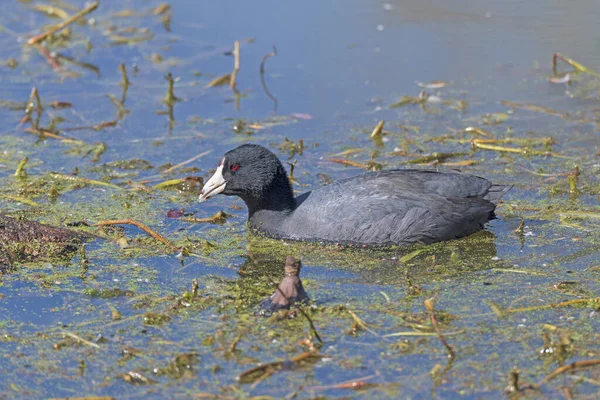 American Coot Swimming Wetland Pond Brazos Bend State Park Texas — Stock Photo, Image