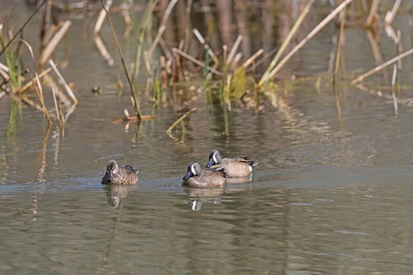 テキサス州のブラゾスベンド州立公園の湿地池で泳ぐ涙のグループ — ストック写真