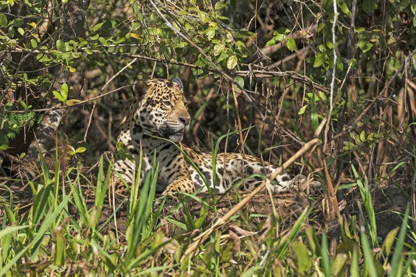 Brezilya Daki Pantanal Ulusal Parkı Ndaki Gölgeli Kuyuda Dinlenen Jaguar — Stok fotoğraf