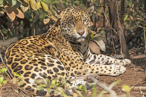 Jaguár Pihenés Dzsungelben Pantanal Nemzeti Parkban Brazíliában — Stock Fotó