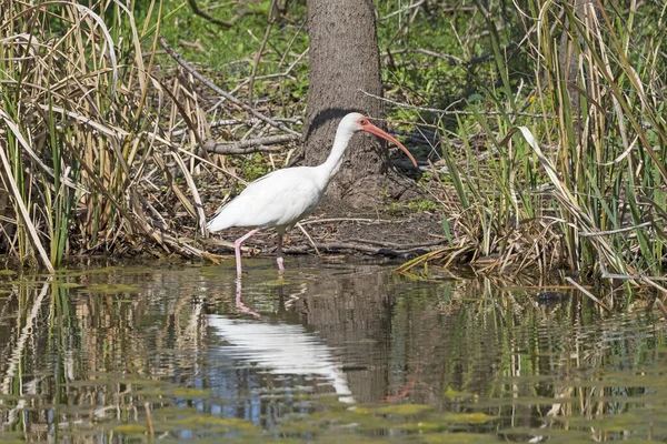 Valkoinen Ibis Hunt Brazos Bend State Park Texasissa — kuvapankkivalokuva