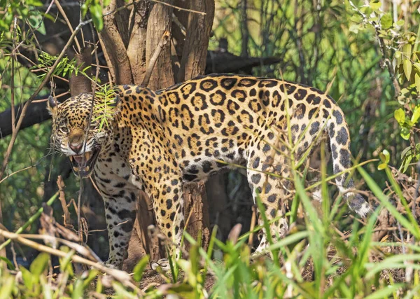 Jaguar Gruñendo Selva Pantanal Brasil —  Fotos de Stock