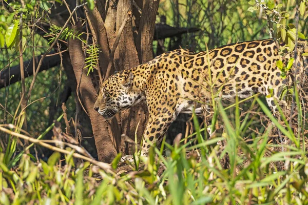 在巴西 美洲虎穿越了潘塔肛门的丛林 — 图库照片