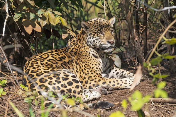 Jaguar Repose Sur Une Chaude Journée Dans Pantanal Brésil — Photo