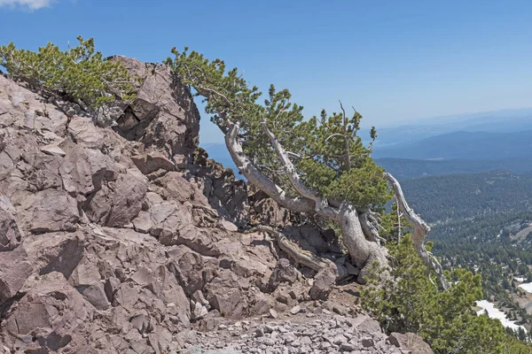 Дерево Выживших Ветреной Стороне Горы Вулканическом Национальном Парке Лассен Калифорнии Лицензионные Стоковые Изображения