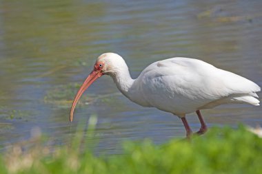 Texas 'taki Brazos Bend Eyalet Parkı' nda Beyaz Ibis Sahil Hattı boyunca ilerliyor.