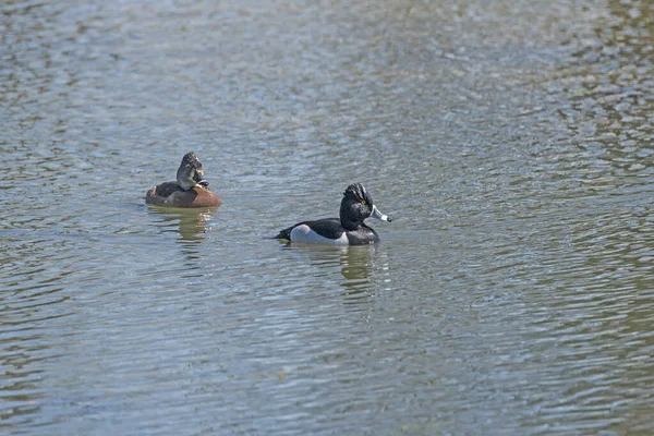 Een Ring Necked Duck Een Wetland Lake Brazos Bend State — Stockfoto