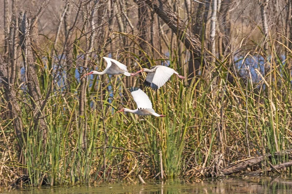 White Ibis Járaton Brazos Bend State Park Texasban — Stock Fotó