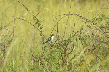 Uganda 'daki Murchison Falls Ulusal Parkı' ndaki Veldt 'te Diderick Guguk Kuşu.
