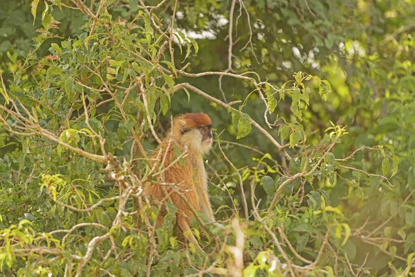 Patas Monkey Ένα Δέντρο Σαβάνα Στο Murchison Falls National Park — Φωτογραφία Αρχείου