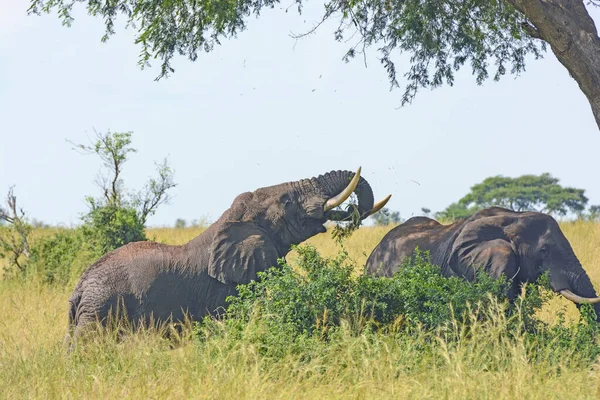 Grande Elefante Alimentando Uma Filial Acácia Parque Nacional Murchison Falls — Fotografia de Stock