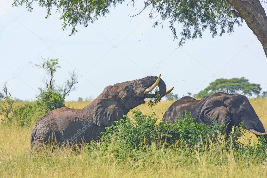 Large Elephant Feeding Itself an Acacia Branch in Murchison Falls National Park in Uganda