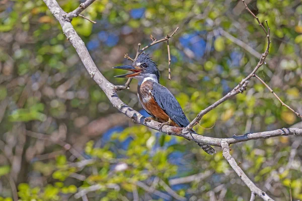 Ringed Kingfisher Nel Pantanal Nel Parco Nazionale Del Pantanal Brasile — Foto Stock
