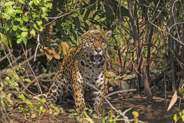 Jaguar Rugissant Dans Jungle Pantanal Brésil — Photo