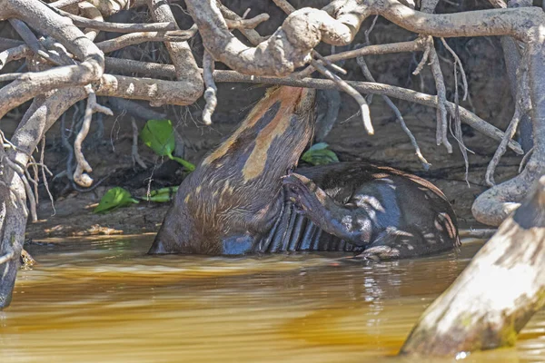 Giant River Otter Εμφάνιση Μοτίβα Λαιμό Του Στο Pantanal Στη — Φωτογραφία Αρχείου
