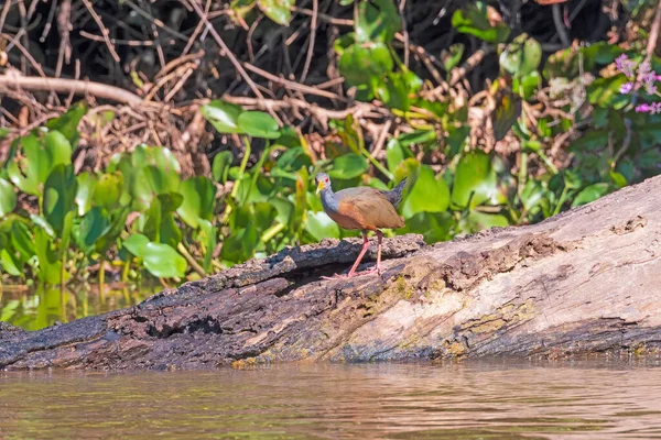 Wattled Jacana Μια Παρακμή Log Στο Pantanal Στη Βραζιλία — Φωτογραφία Αρχείου