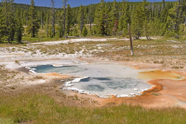 Çamlar Arasındaki Termal Havuz Wyoming Deki Yellowstone Ulusal Parkı Ndaki — Stok fotoğraf