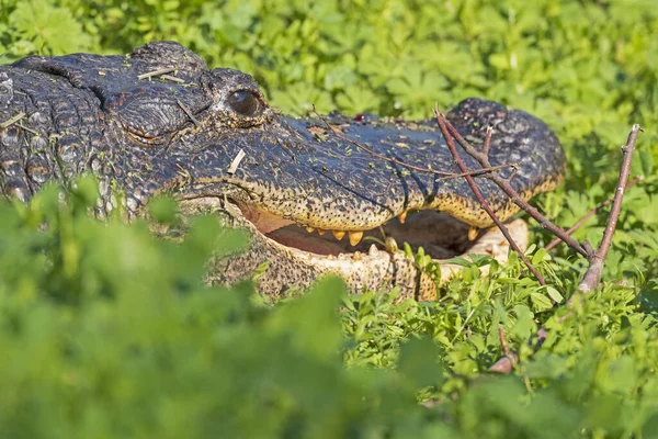 Alligator Kukucskál Keresztül Bokrok Brazos Bend State Park Texasban — Stock Fotó