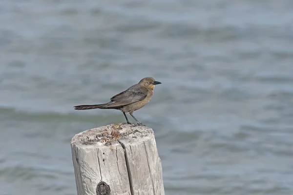 Great Tailed Grackle Muelle Viejo Rockport Beach State Park Texas —  Fotos de Stock