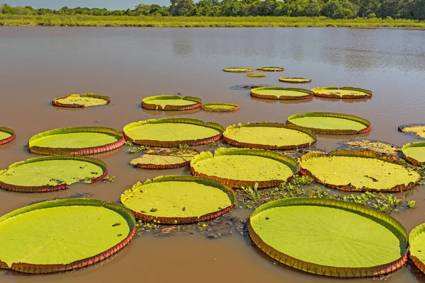 Gigantyczne Lilie Stawie Wodnym Porto Jofre Pantanalu Brazylii — Zdjęcie stockowe
