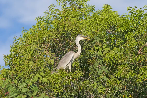 ブラジルのパンタナール国立公園のパンタナールの木のココイ ヘロン — ストック写真