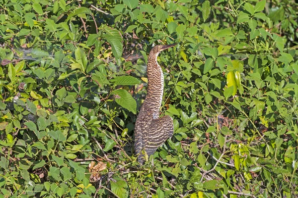 ブラジルのパンタナールの葉の中で非常に背の高い見ているRufescent Tiger Heron — ストック写真