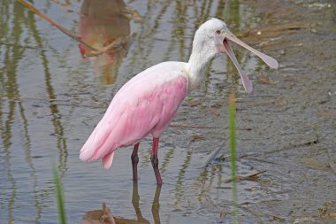 Roseate Spoonbill Teksas 'taki Port Aranasas Kuş Merkezi' nde çok açık bir kaşık faturası gösteriyor.